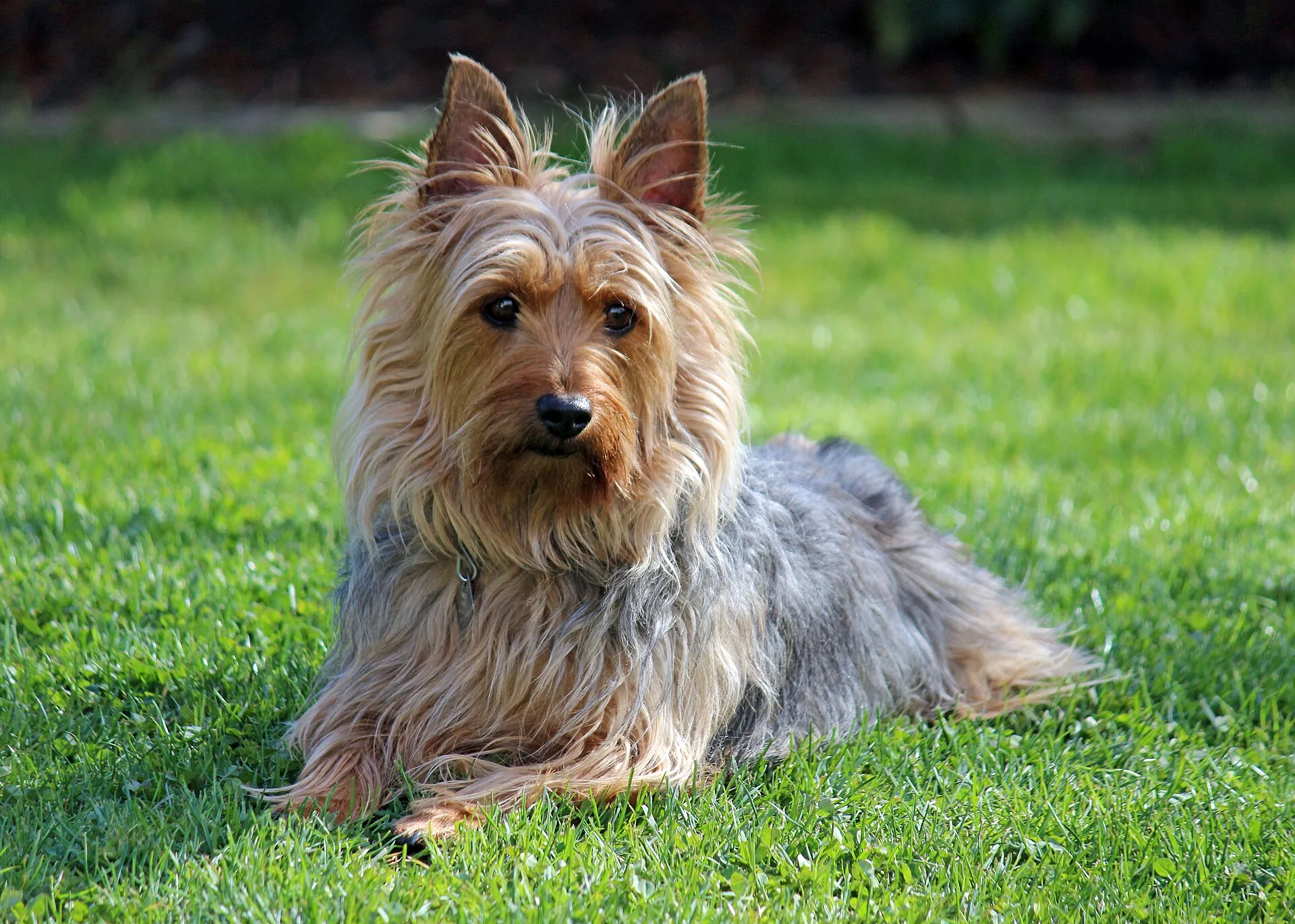 An Australian Silky Terrier