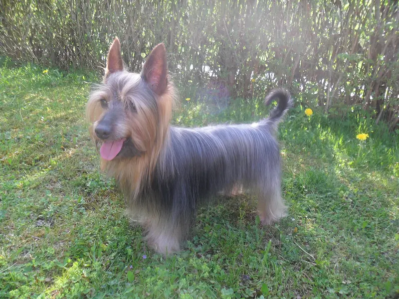 Australian Silky Terrier, photo 5