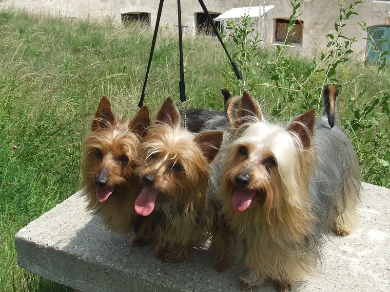 Australian Silky Terrier, photo 3