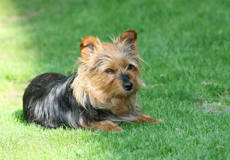 Australian Terrier, photo 2
