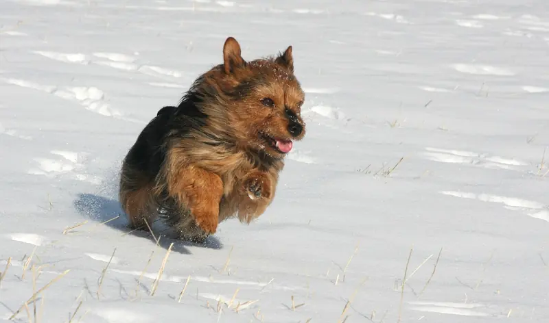 Australian Terrier, photo 3