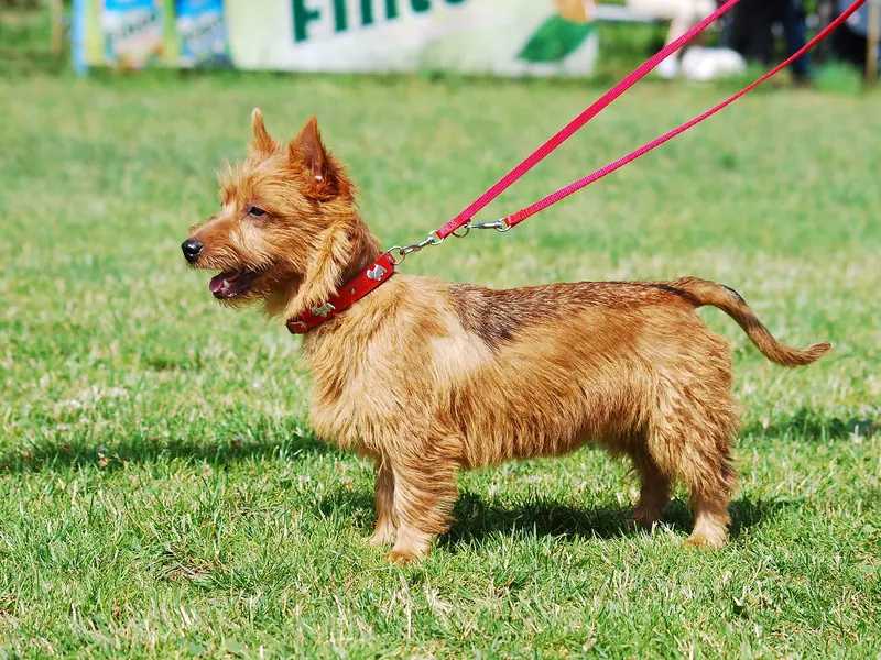 An Australian Terrier