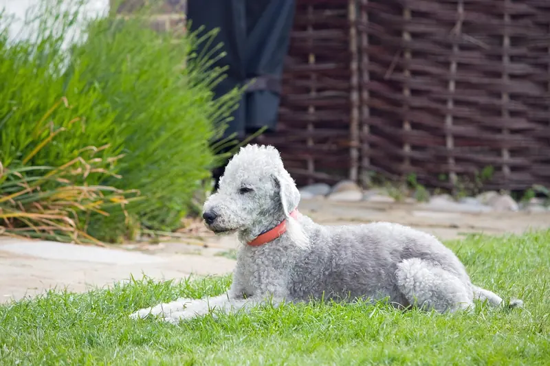 Bedlington Terrier, photo 2