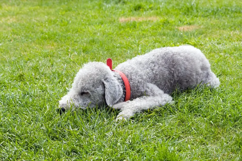 Bedlington Terrier, photo 4