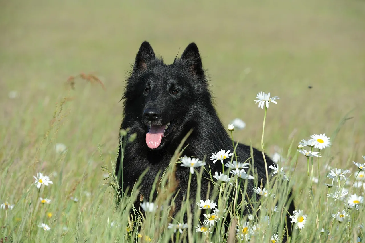 A Belgian Groenendael