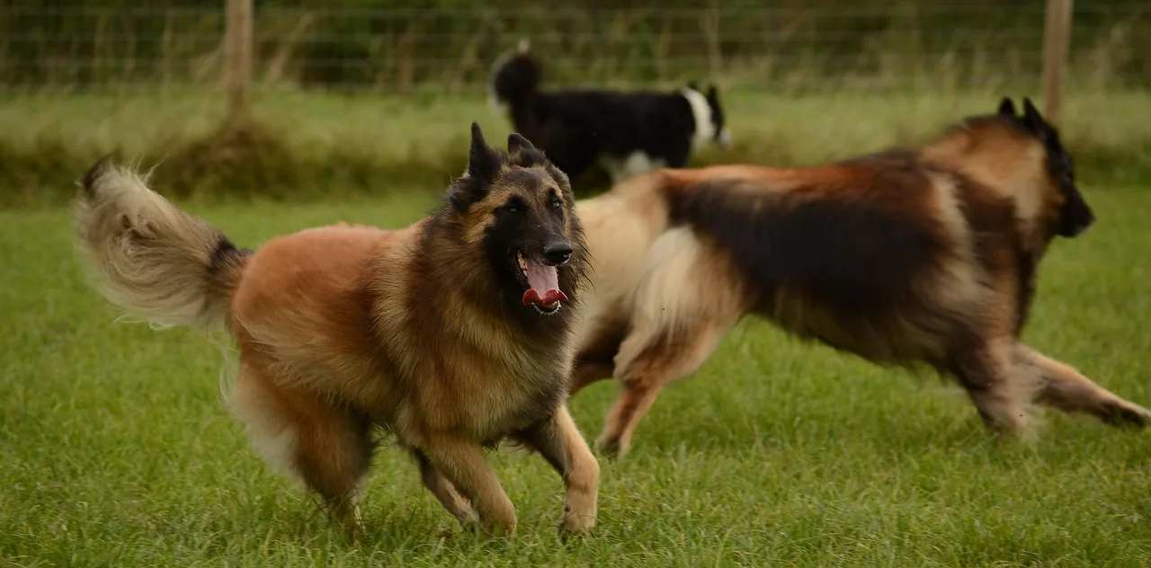 A Belgian Tervuren
