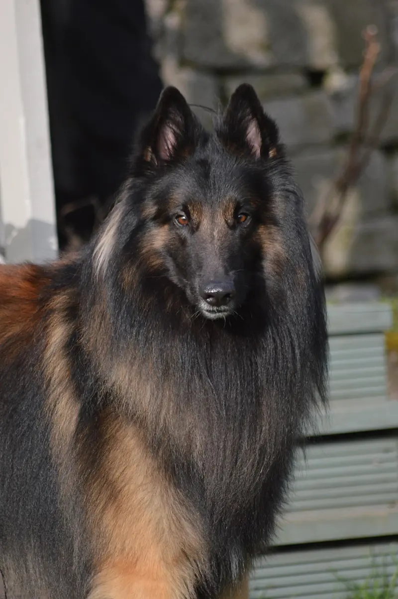 Belgian Tervuren, photo 3