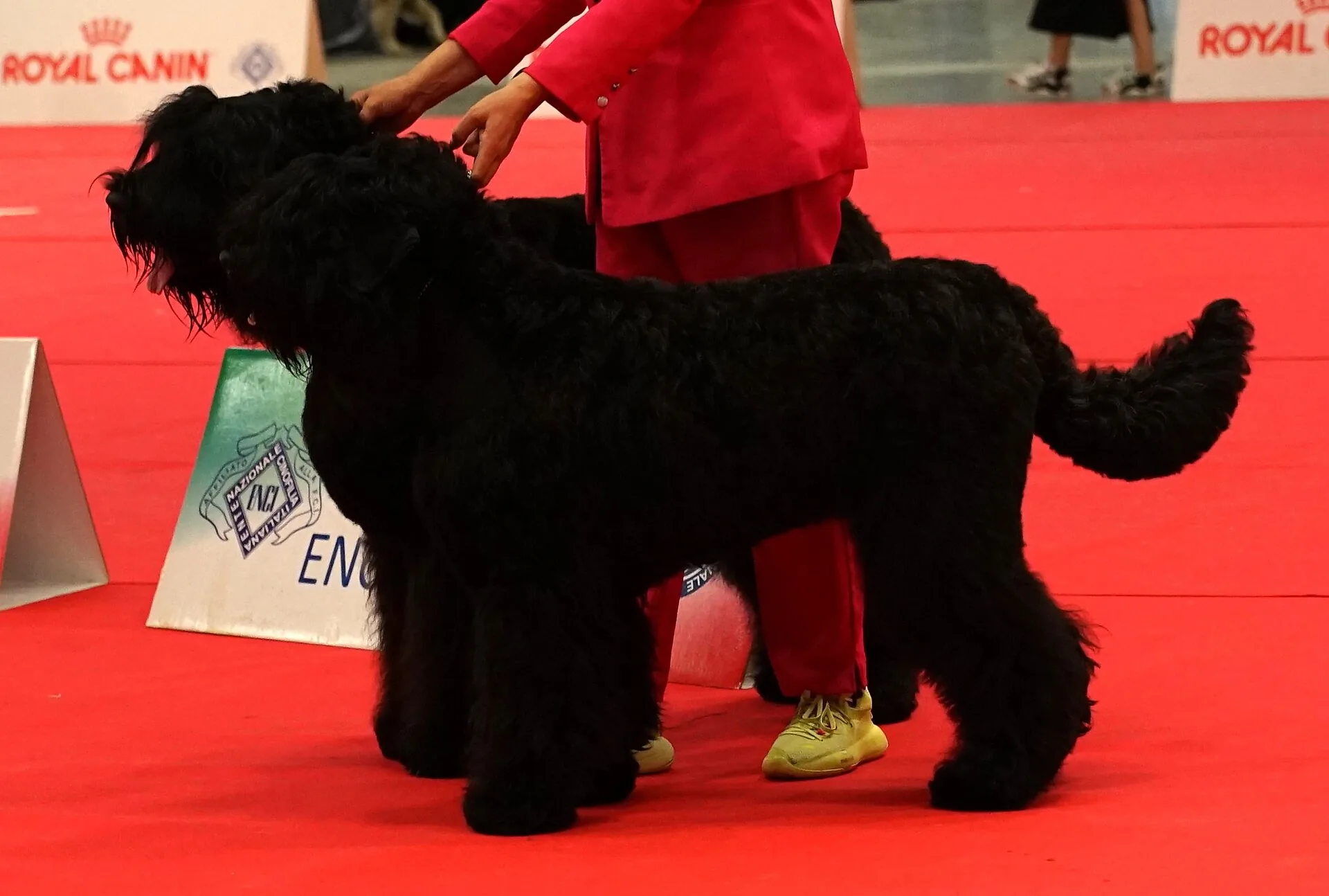 A Black Russian Terrier