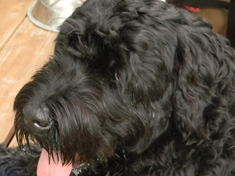 Black Russian Terrier, photo 5