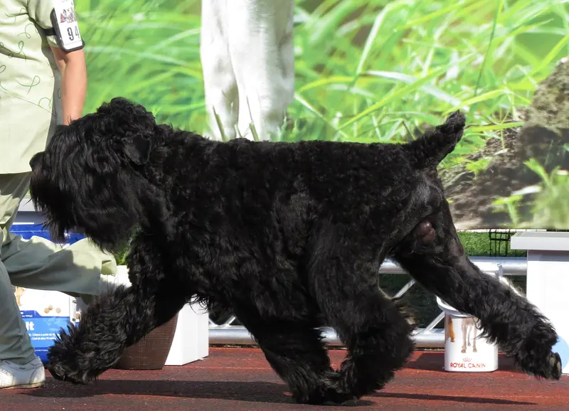 Black Russian Terrier, photo 3