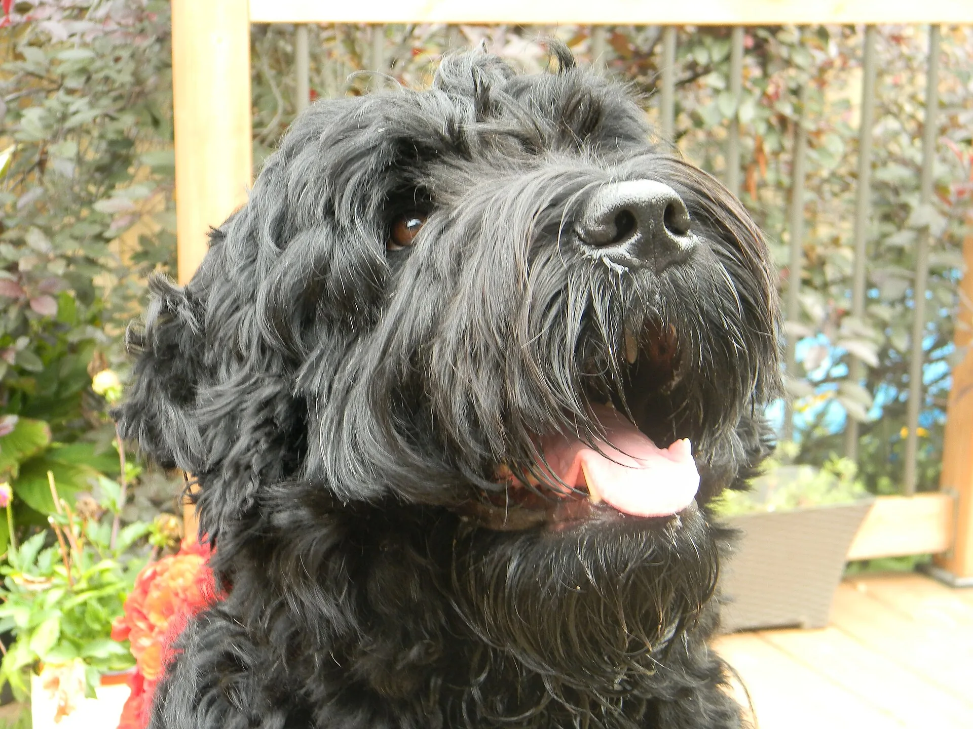 A Black Russian Terrier