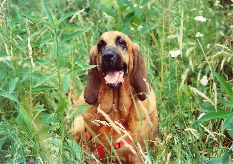 Bloodhound, photo 5