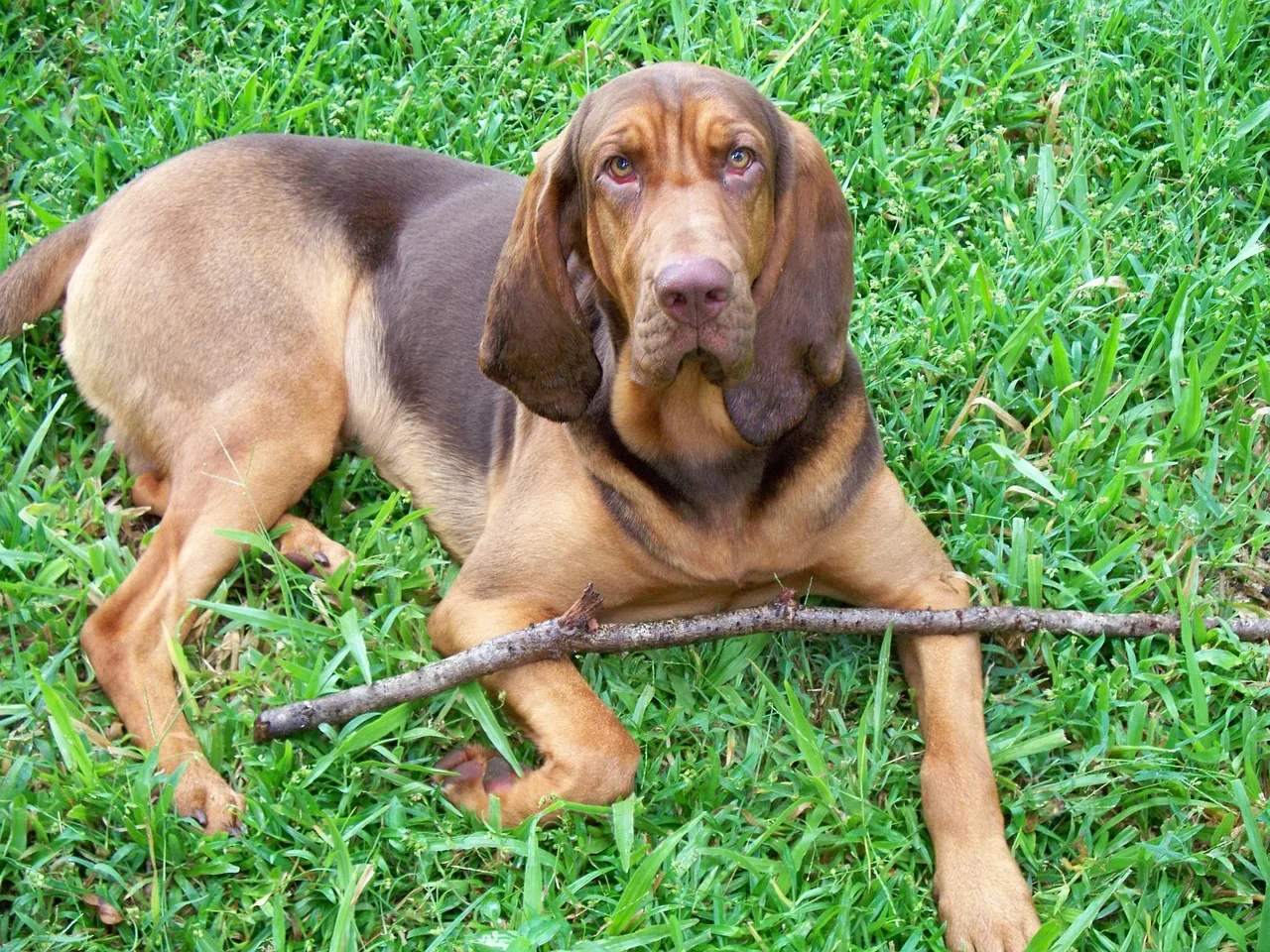A Bloodhound