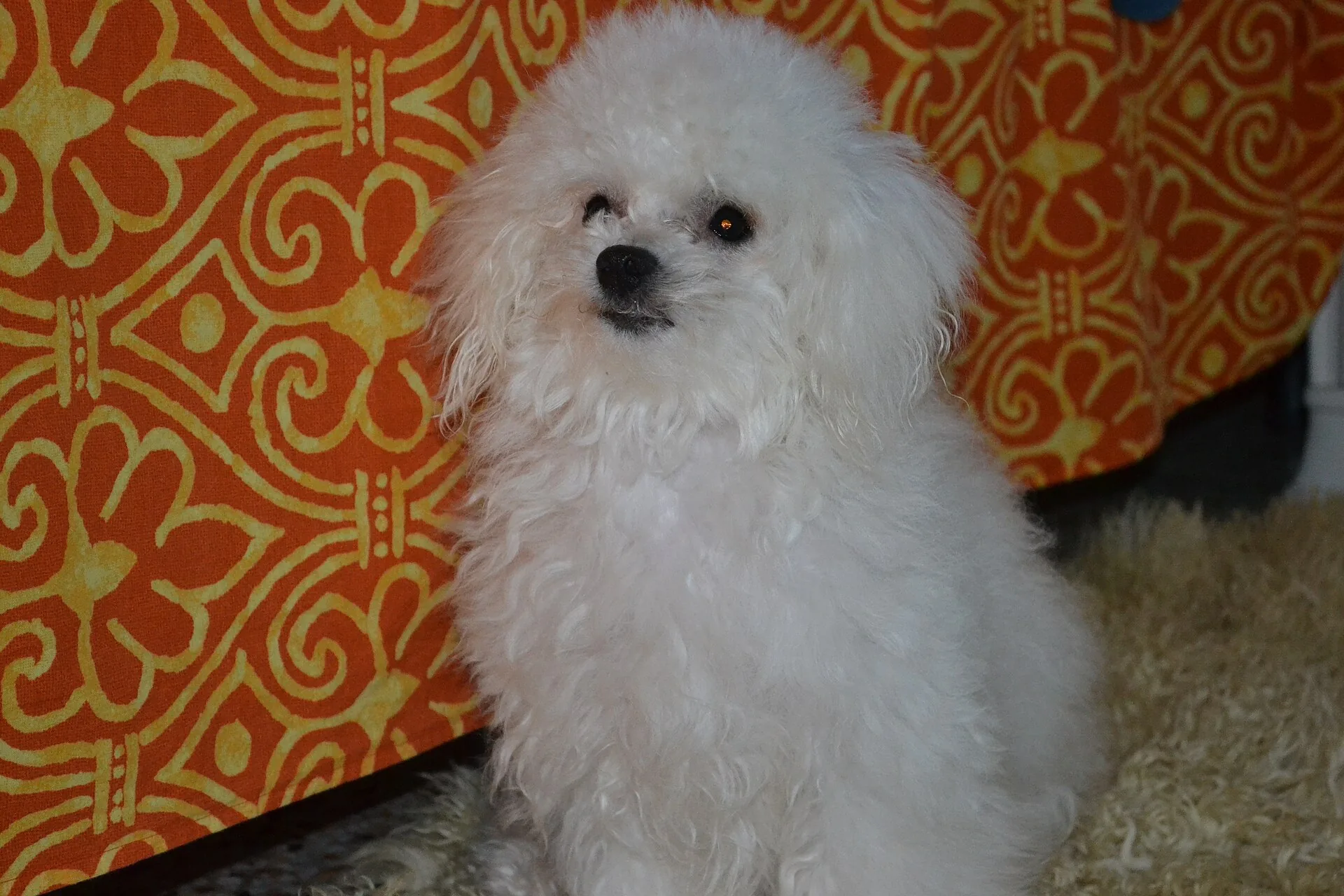 A Bolognese