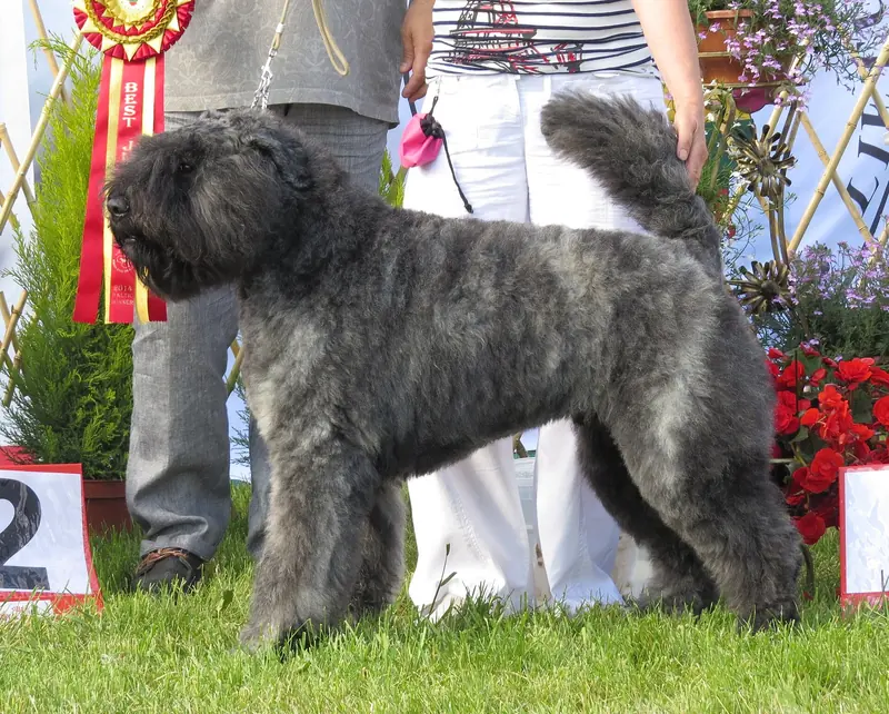 Bouvier des Flandres, photo 4