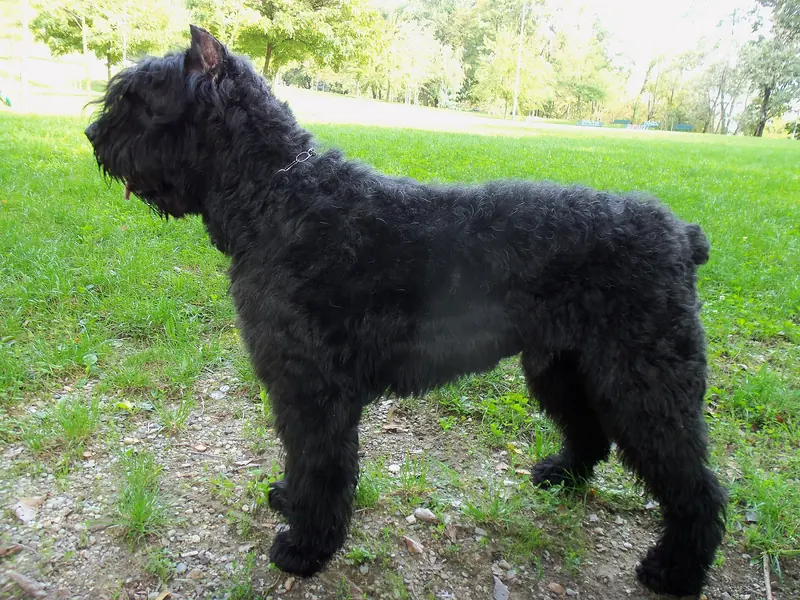Bouvier des Flandres, photo 2