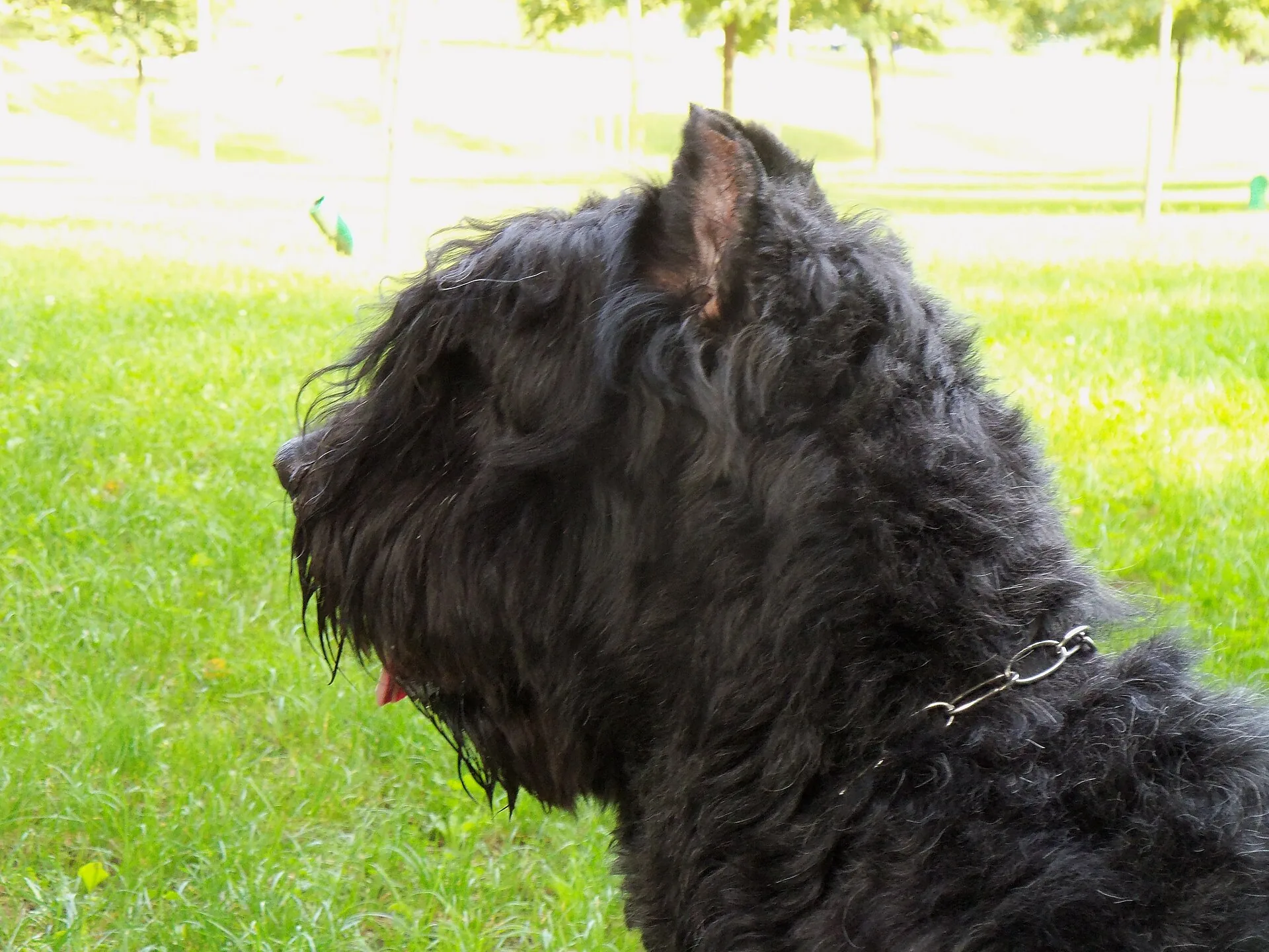 A Bouvier des Flandres