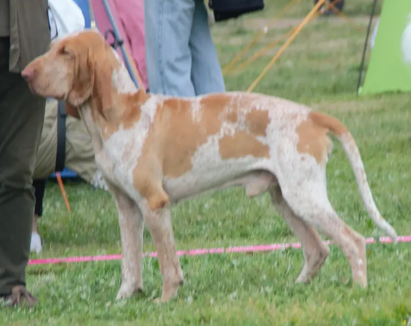Bracco Italiano, photo 5