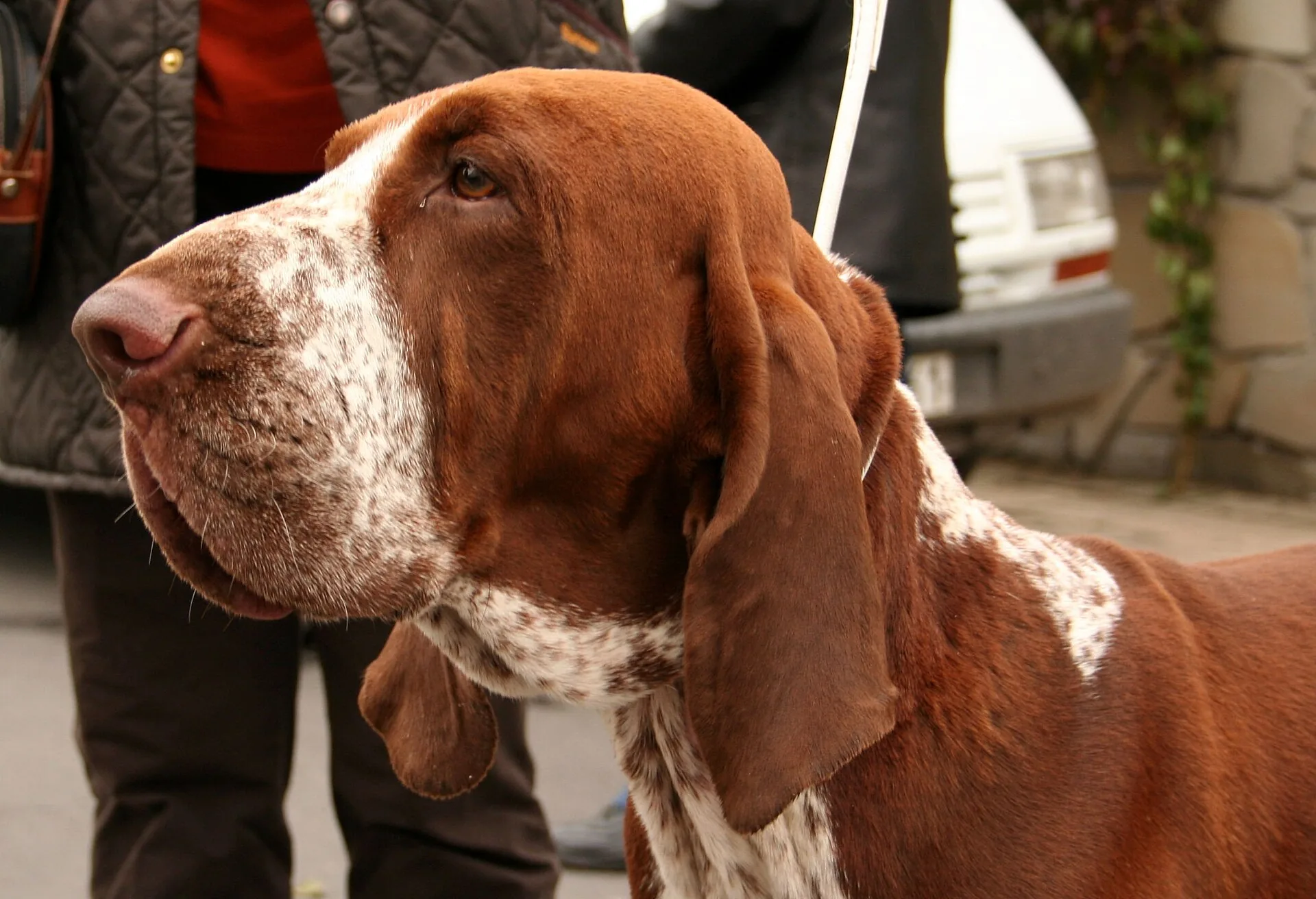 A Bracco Italiano