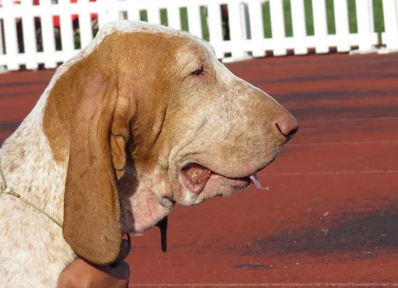 Bracco Italiano, photo 2