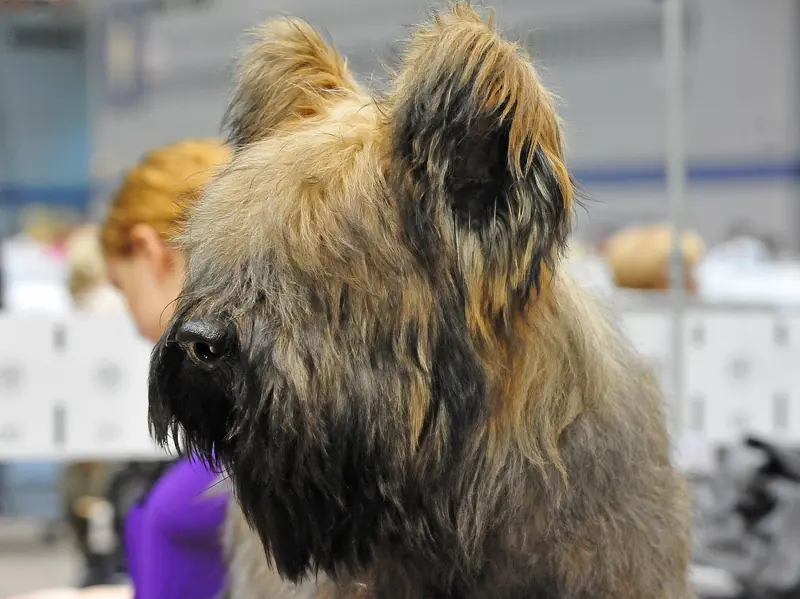 Briard, photo 3