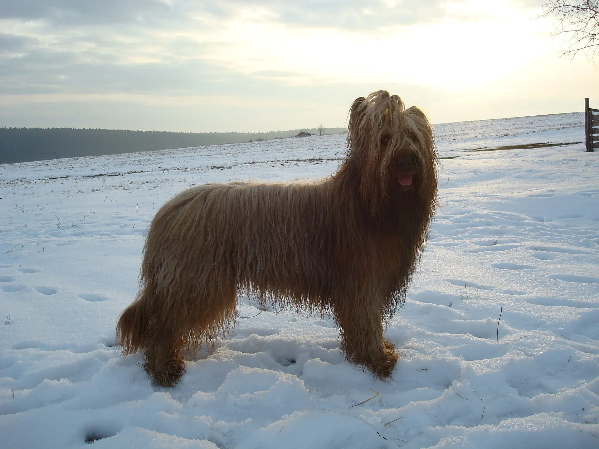 A Briard