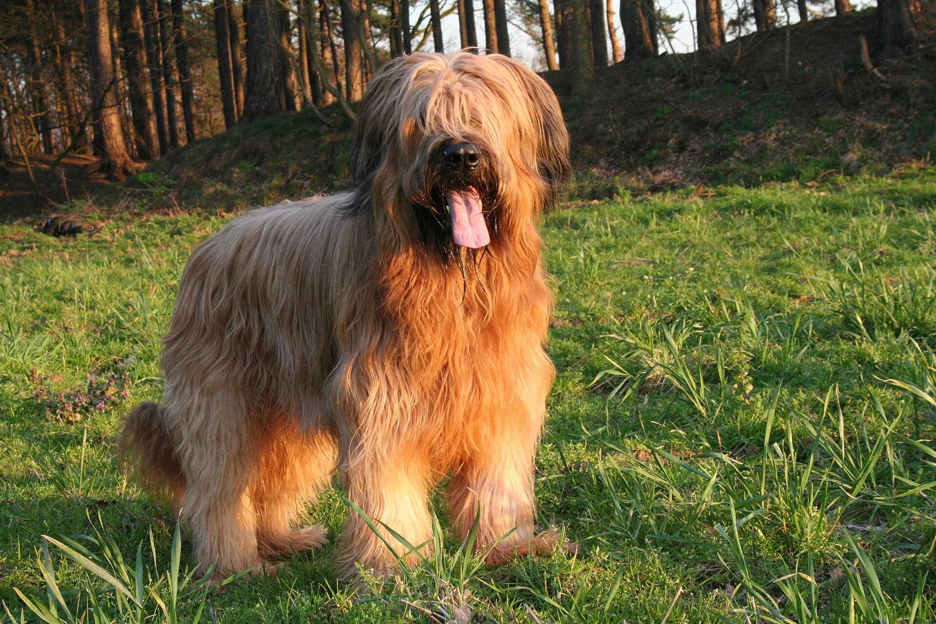 A Briard