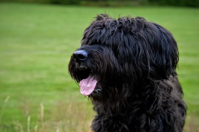 Briard, photo 5