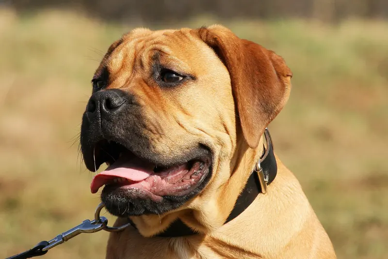 Bullmastiff, photo 3