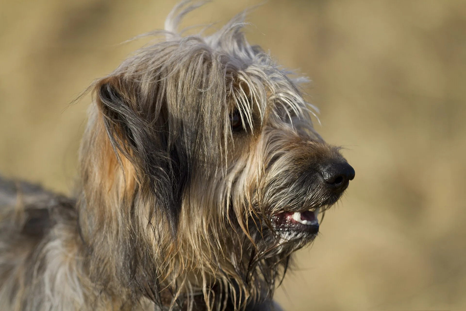 A Catalan Sheepdog