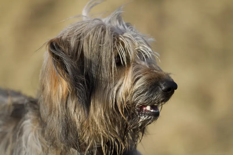 A Catalan Sheepdog