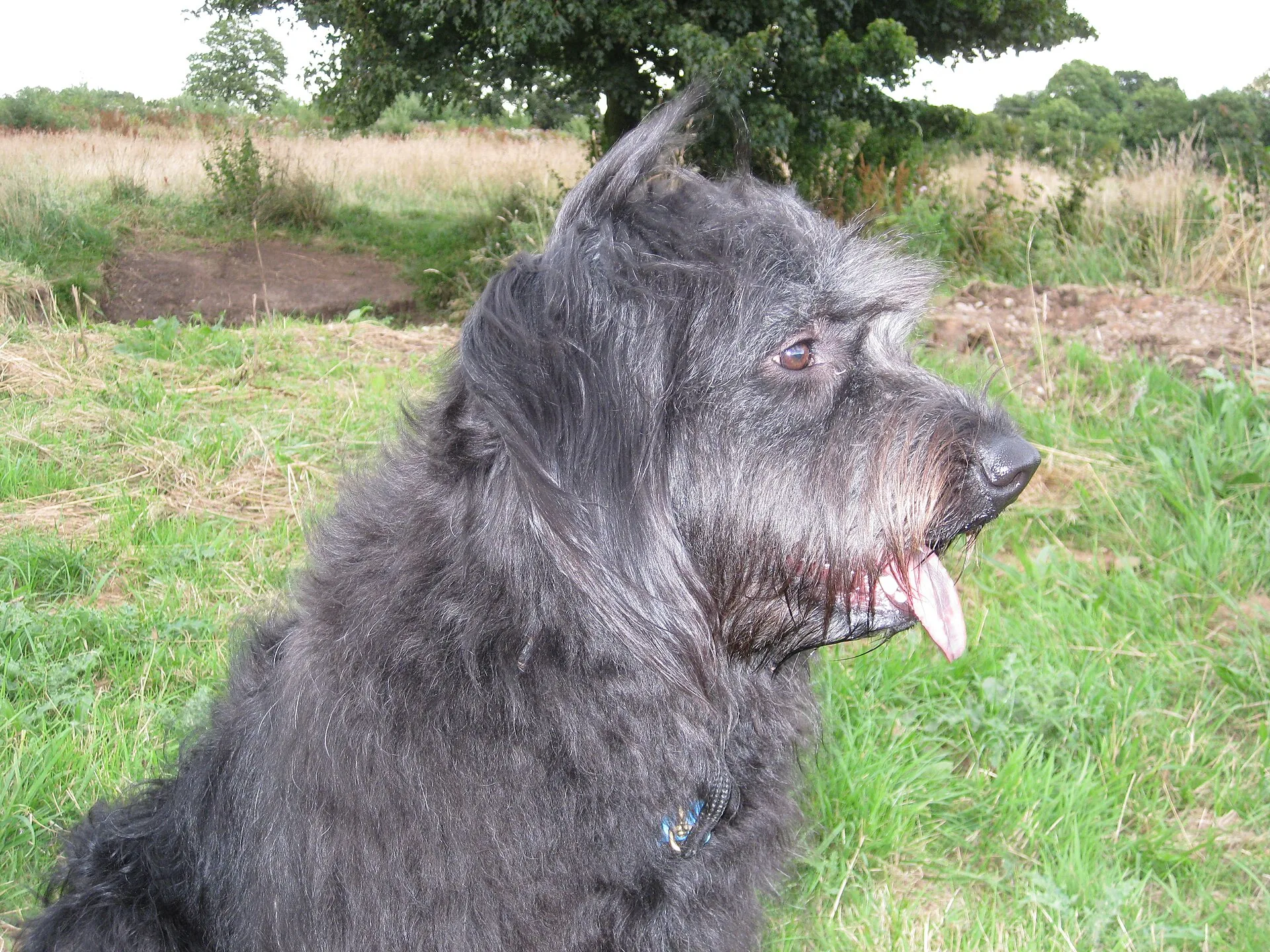 A Catalan Sheepdog