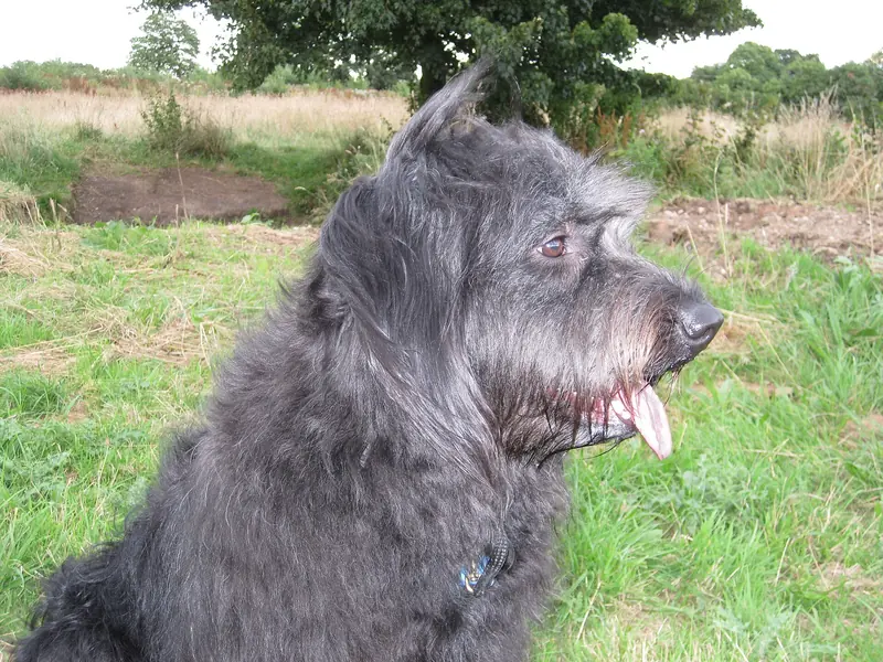 Catalan Sheepdog, photo 2