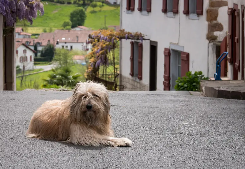 Catalan Sheepdog, photo 4