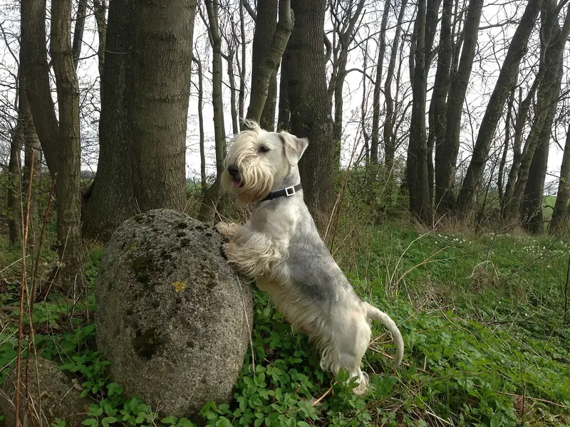 Cesky Terrier, photo 2
