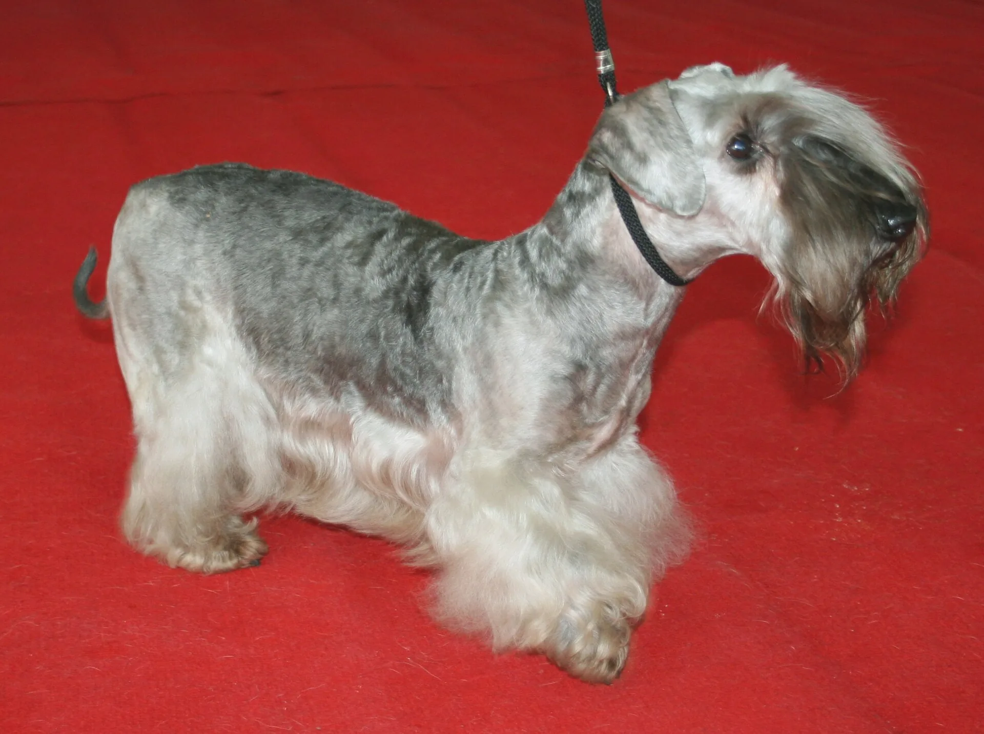 A Cesky Terrier