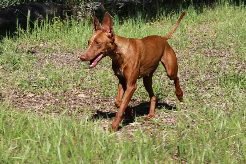 Cirneco dell'Etna, photo 2