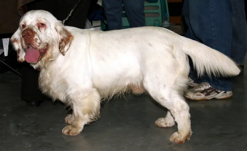 Clumber Spaniel, photo 2