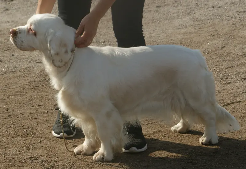 Clumber Spaniel, photo 5