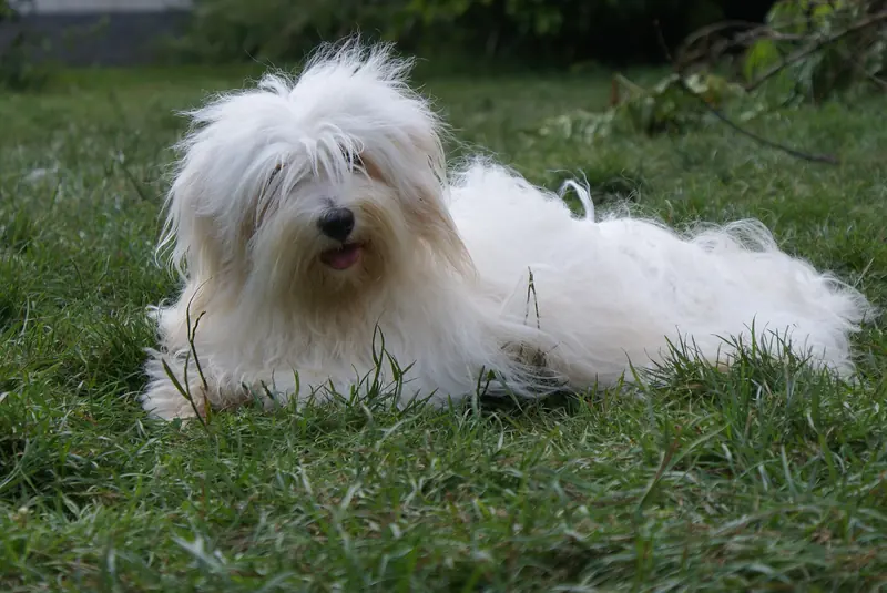 Coton de Tulear, photo 2