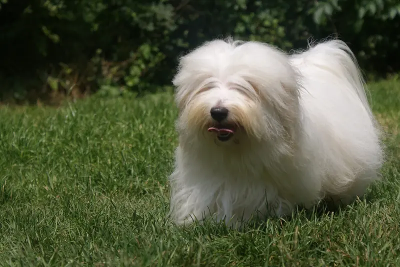 A Coton de Tulear