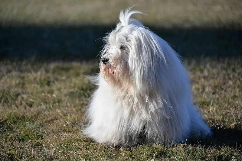 Coton de Tulear, photo 3