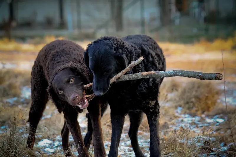 Curly-Coated Retriever, photo 3
