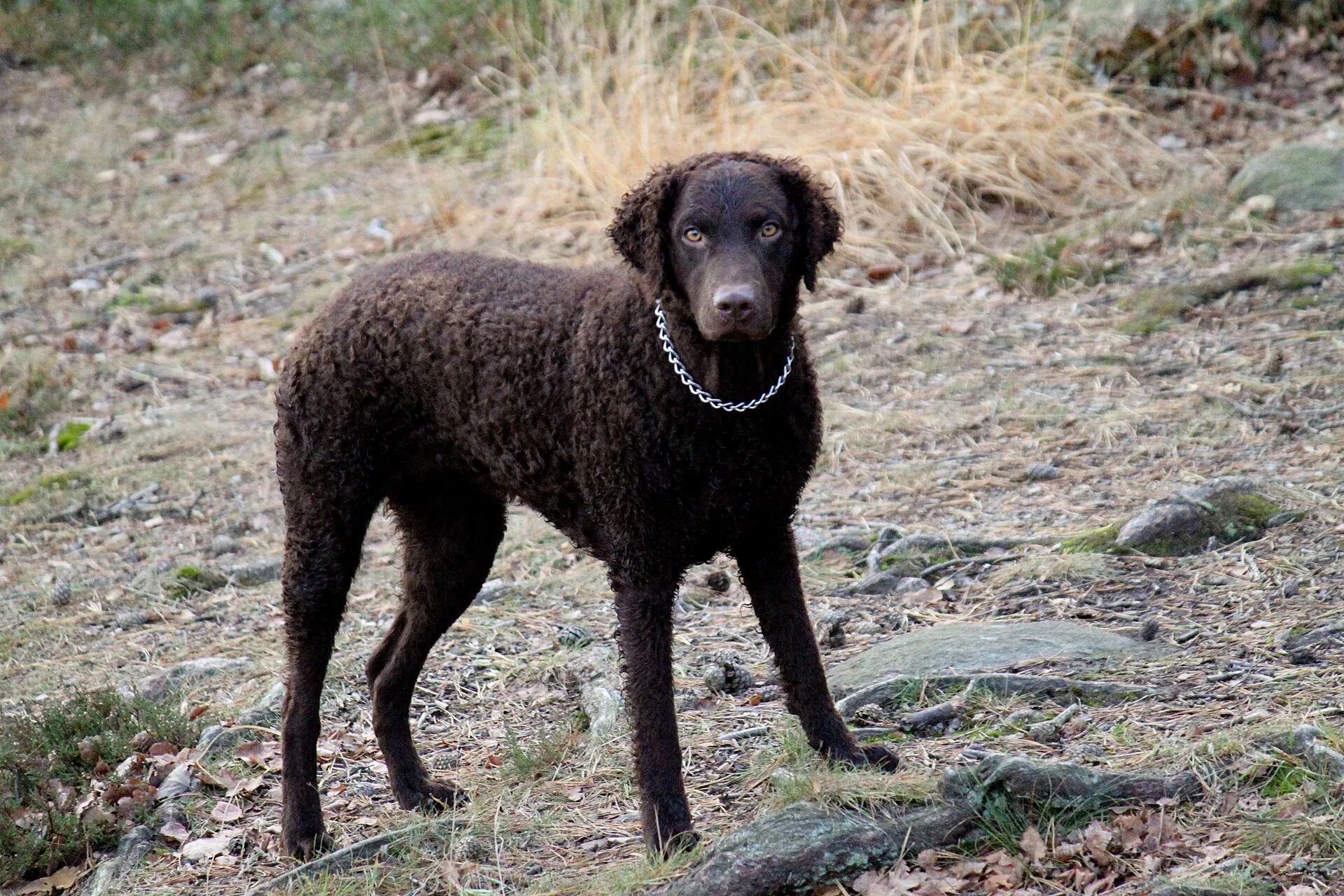A Curly-Coated Retriever