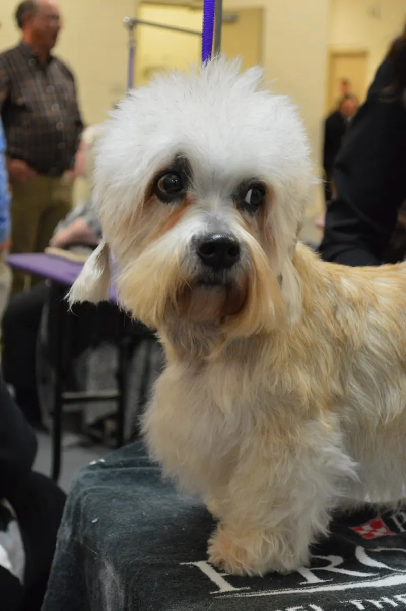 Dandie Dinmont Terrier, photo 5
