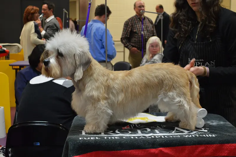 Dandie Dinmont Terrier, photo 3