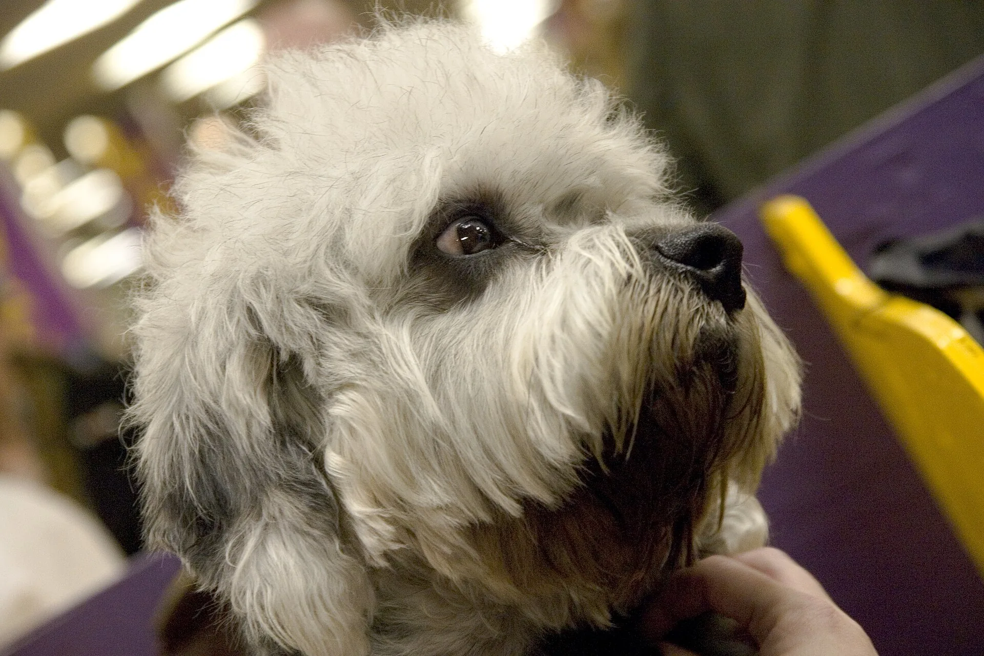 A Dandie Dinmont Terrier