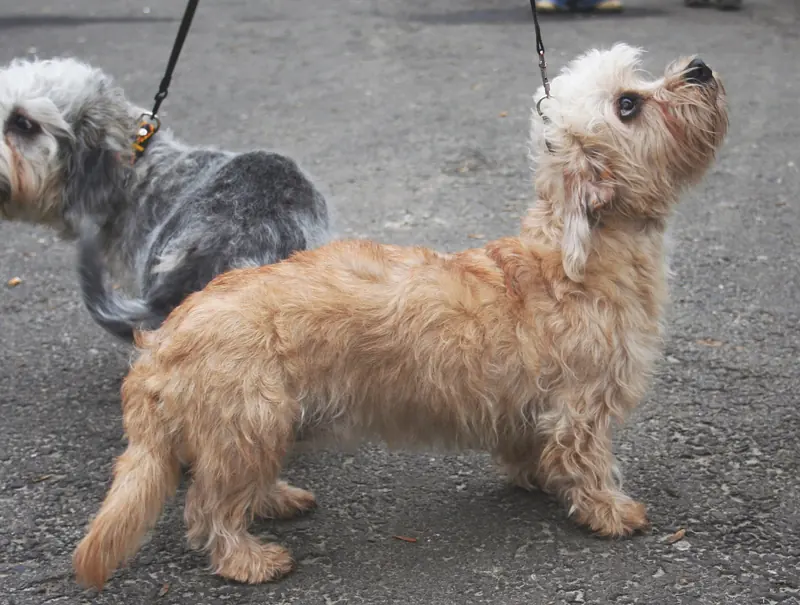 Dandie Dinmont Terrier, photo 2