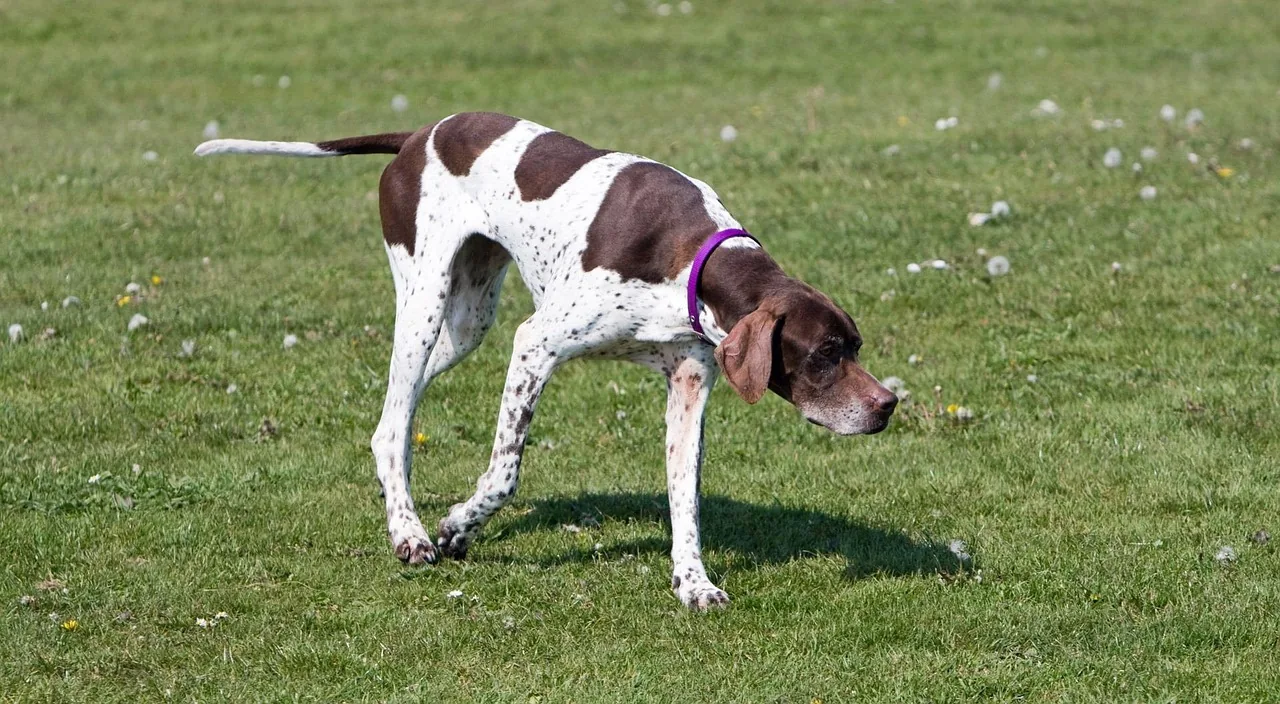 An English Pointer