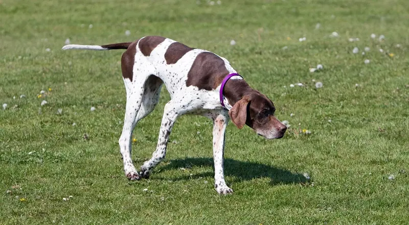 English Pointer, photo 2